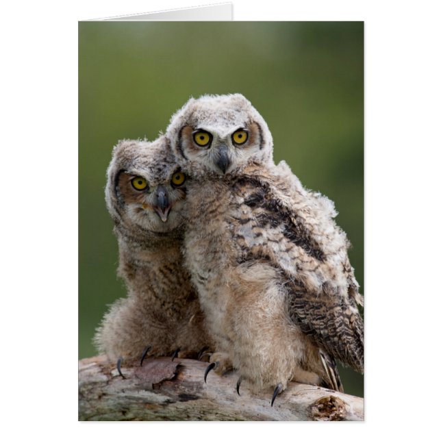 Two Baby Great Horned Owls (Front)