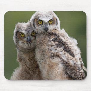 Two Baby Great Horned Owls Mouse Mat