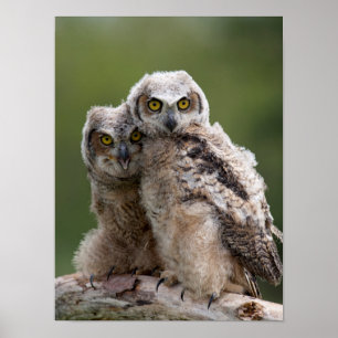 Two Baby Great Horned Owls Poster