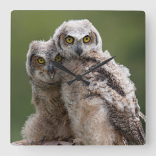 Two Baby Great Horned Owls Square Wall Clock