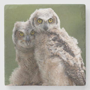 Two Baby Great Horned Owls Stone Coaster