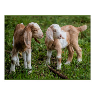 Two Baby Mountain Goats Poster