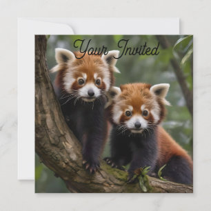 Two Baby Red Panda Bears In A Tree, Invitation