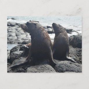 Two baby seals postcard