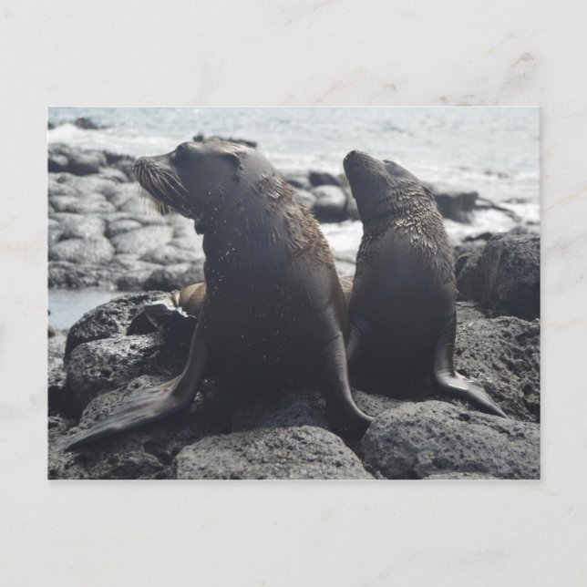 Two baby seals postcard (Front)