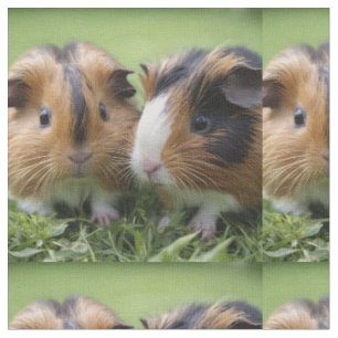 Two Baby Tortoiseshell Guinea Pigs, Fabric