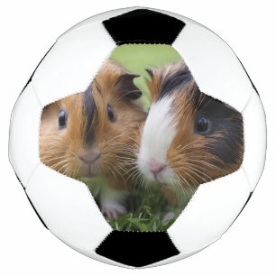 Two Baby Tortoiseshell Guinea Pigs, Football