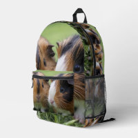 Two Baby Tortoiseshell Guinea Pigs,
