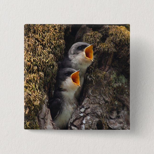 Two Baby Tree Swallows 15 Cm Square Badge (Front)