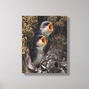 Two Baby Tree Swallows Canvas Print