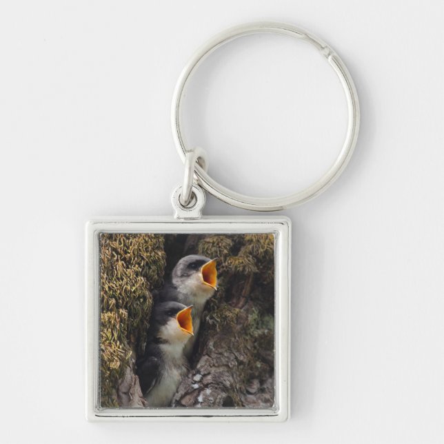 Two Baby Tree Swallows Key Ring (Front)