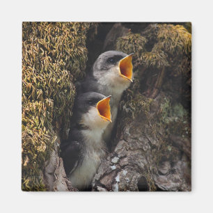 Two Baby Tree Swallows Magnet
