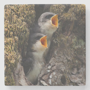 Two Baby Tree Swallows Stone Coaster