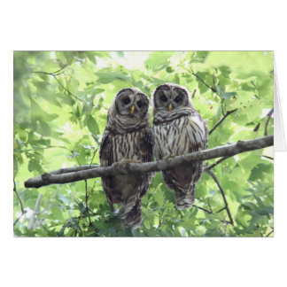 Two Barred Owls