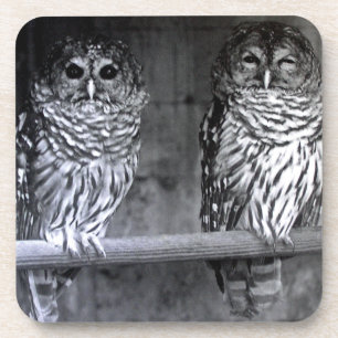 Two Barred Owls Square Coasters