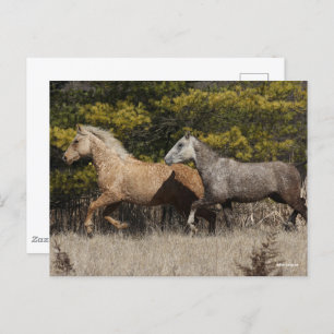 Two Bashkir Curly Horses Running Together Postcard