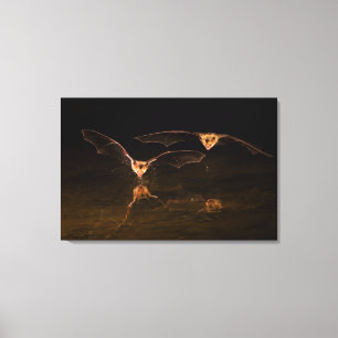 Two bats flying over water, Arizona Canvas Print