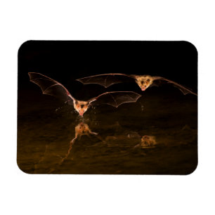 Two bats flying over water, Arizona Magnet