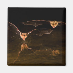 Two bats flying over water, Arizona Magnet