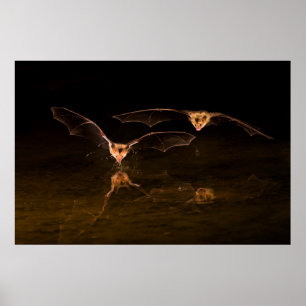 Two bats flying over water, Arizona Poster