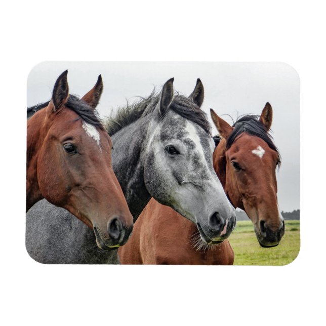 Two Bays and a Gray, Three Horses in a Row Magnet (Horizontal)