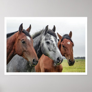 Two Bays and a Gray, Three Horses in a Row Poster
