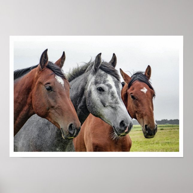 Two Bays and a Gray, Three Horses in a Row Poster (Front)