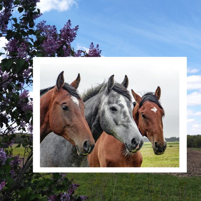 Two Bays and a Grey, Three Horses in a Row Postcard (Creator Uploaded)