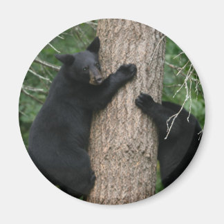 two bears in a tree magnet