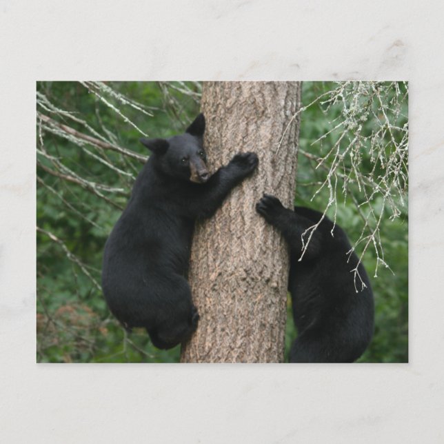 two bears in a tree postcard (Front)
