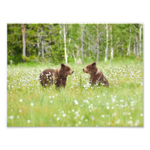 Two bears in on Finnish swamp photo print