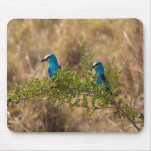 Two Beautiful Blue Birds on a Branch Mouse Mat