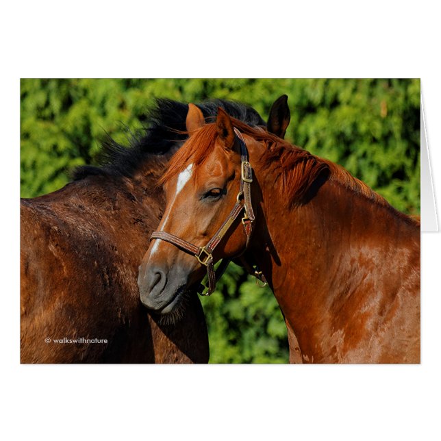 Two Beautiful Chestnut Horses in the Sun (Front Horizontal)