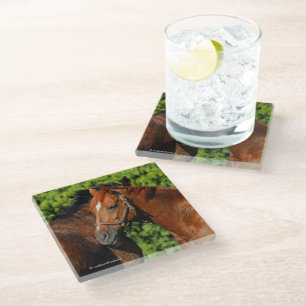 Two Beautiful Chestnut Horses in the Sun Glass Coaster