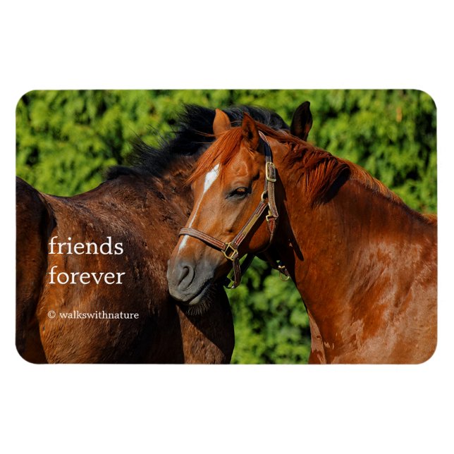 Two Beautiful Chestnut Horses in the Sun Magnet (Horizontal)