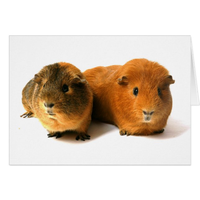 two beautiful guinea pig (Front Horizontal)