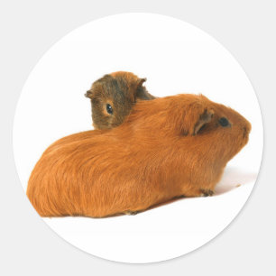 two beautiful guinea pig classic round sticker