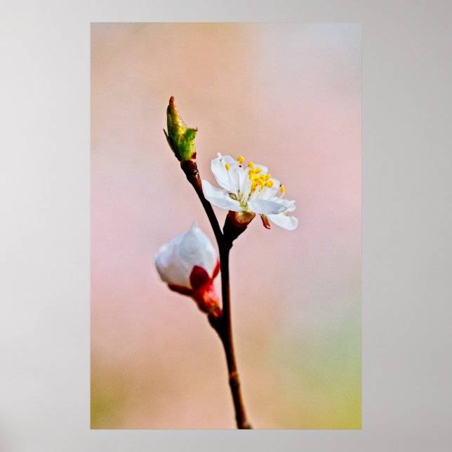 Two Beautiful Japanese Apricot Flowers Poster (Front)