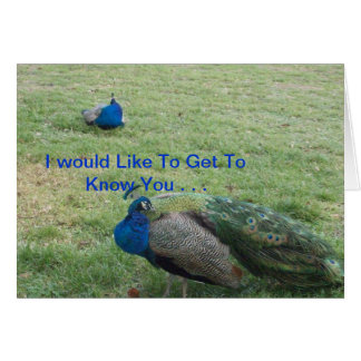 TWO BEAUTIFUL PEACOCK'S