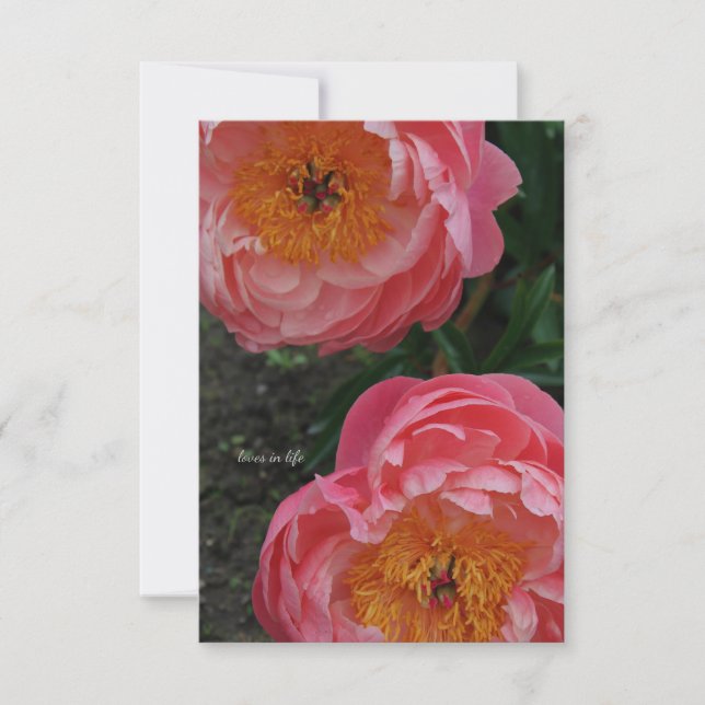 Two Beautiful Pink Peonies Card (Front)