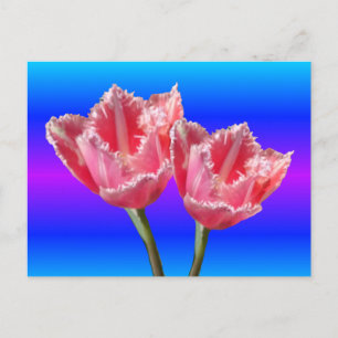 Two Beautiful Pink Tulips Blue BG DIY Postcard