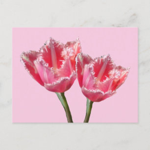 Two Beautiful Pink Tulips Cust. BG DIY Postcard