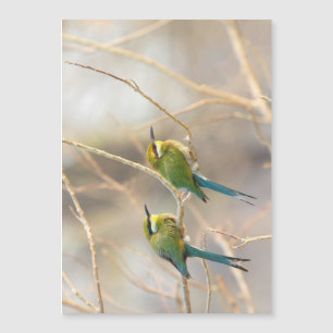 Two Bee-eaters