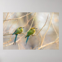Two Bee-eaters