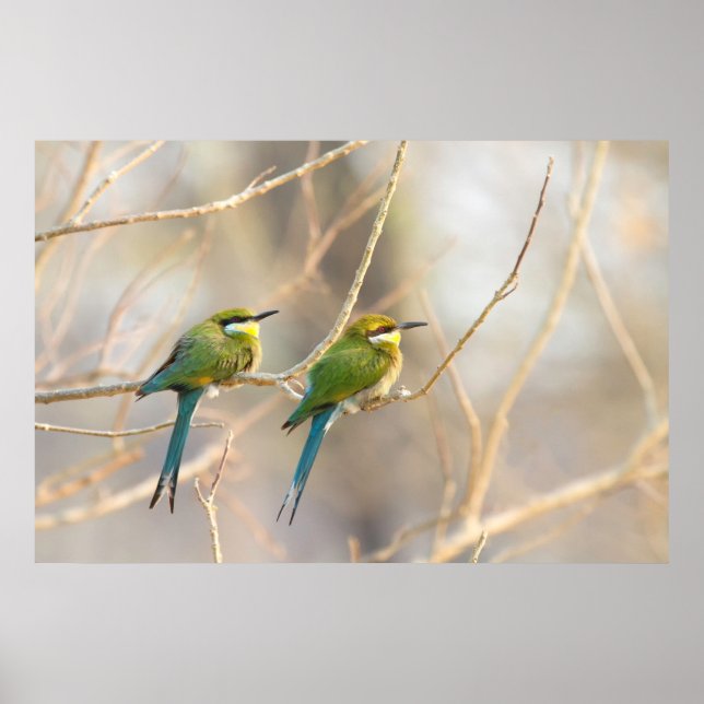 Two Bee-eaters Poster (Front)