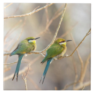 Two Bee-eaters Tile