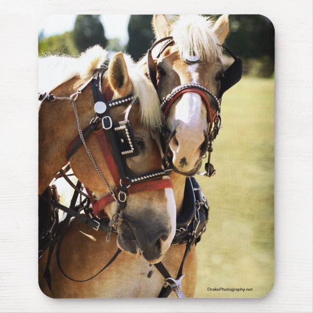 Two Belgian Draught   Horses Mouse Mat (Front)