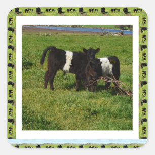 Two Belted Galloway Calves Framed, Square Sticker