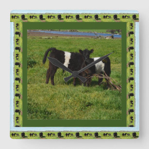 Two Belted Galloway Calves Framed, Square Wall Clock