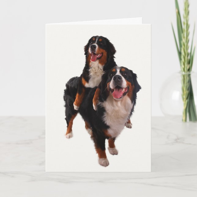 Two bernese card (Front)